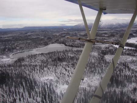 Alaska Fly In Hunt for Moose in Plane