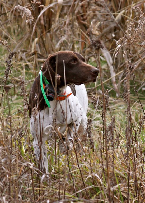 Breaking a gun shy dog 2025