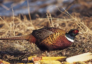 Illinois Ringneck Pheasant