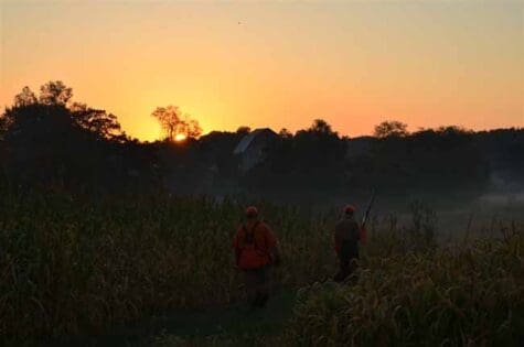 Sunrise over great quail habitat