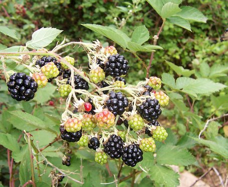 Wild Blackberries in July
