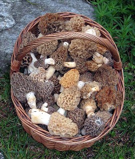 mushroom hunting on spring break